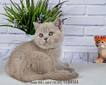 Кошки в Санкт-Петербурге: Британская кошечка тёплого лилового окраса Девочка, 18 000 руб. - фото 7
