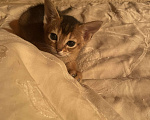 Кошки в Тамбове: Абиссинские котята Мальчик, 15 руб. - фото 5