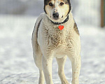 Собаки в Москве: В 10 лет стала ненужной и опасной. Собака Белка Девочка, Бесплатно - фото 2