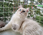 Кошки в Москве: Котенок девочка породы Невская Маскарадная Астерия Девочка, 33 000 руб. - фото 10