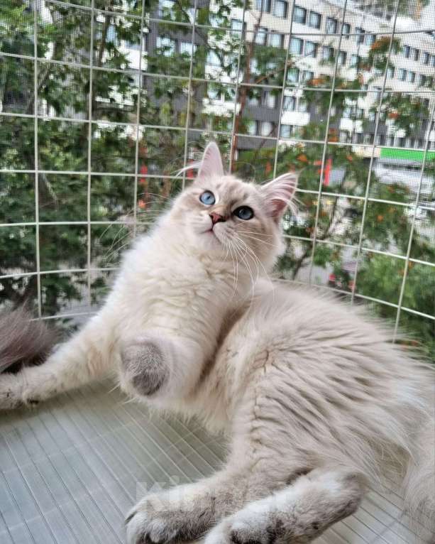 Кошки в Москве: Котенок девочка породы Невская Маскарадная Астерия Девочка, 33 000 руб. - фото 10