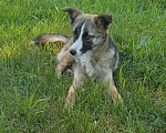 Собаки в Пензе: Щенки метисы даром Мальчик, Бесплатно - фото 4