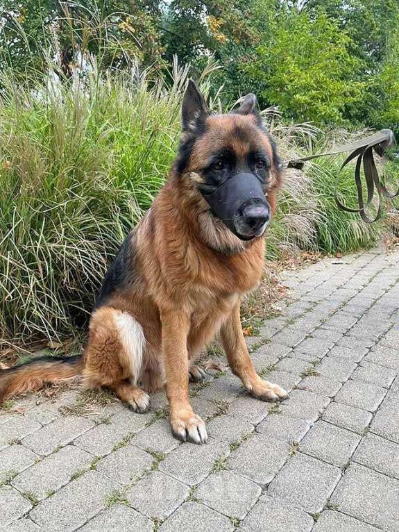 Собаки в Краснодаре: Ищет дом кобель немецкой овчарки по кличке Оскар Мальчик, 10 руб. - фото 4