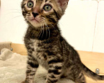 Кошки в Москве: Бенгальский котенок  Мальчик, 50 000 руб. - фото 6