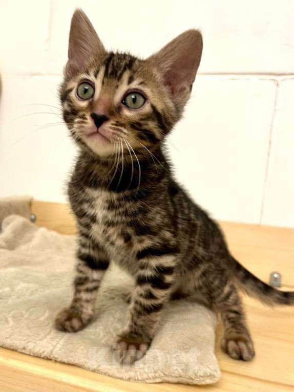 Кошки в Москве: Бенгальский котенок  Мальчик, 50 000 руб. - фото 6