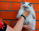 Кошки в Краснодаре: Котята Невская маскарадная кошечка котик пушистые блю поинт окрас Девочка, 17 000 руб. - фото 5