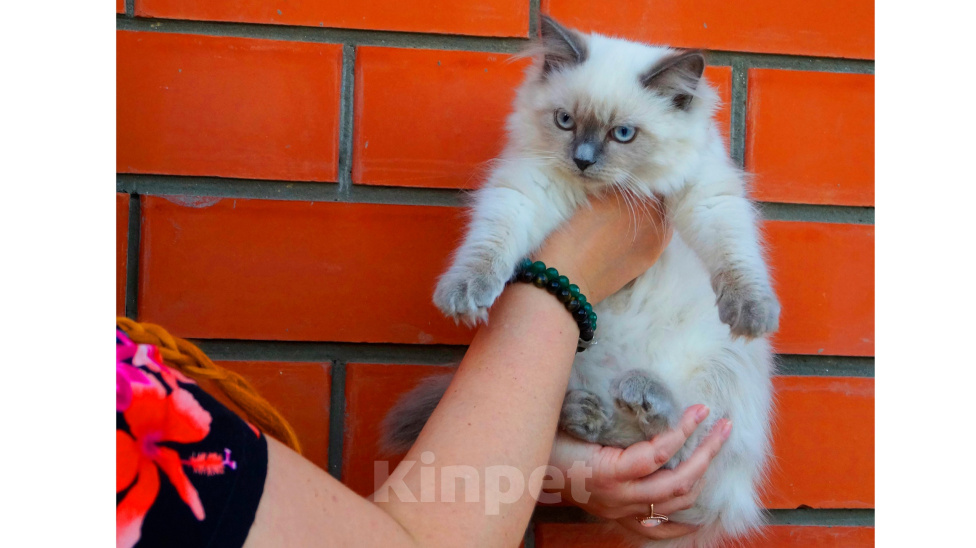 Кошки в Краснодаре: Котята Невская маскарадная кошечка котик пушистые блю поинт окрас Девочка, 17 000 руб. - фото 5