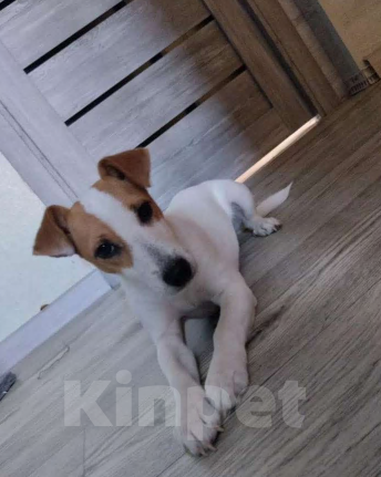 Собаки в Копейске: Джек Рассел терьер, щенок  Девочка, 15 000 руб. - фото 4