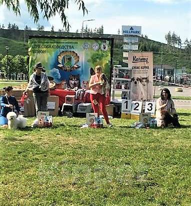 Собаки в Воронеже: Вязка с  коричневым миниатюрным (29см) пуделем Мальчик, 20 000 руб. - фото 9