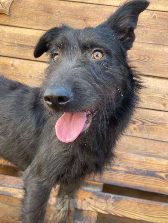 Собаки в Владимире: Собака бесплатно Девочка, Бесплатно - фото 6