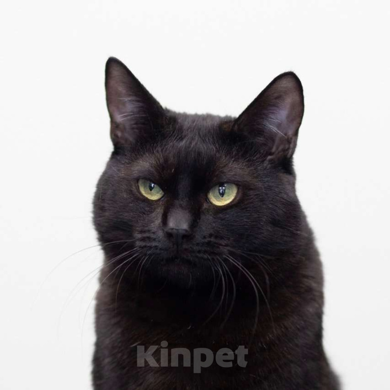 Кошки в Москве: Котик Черныш ищет дом Мальчик, Бесплатно - фото 2