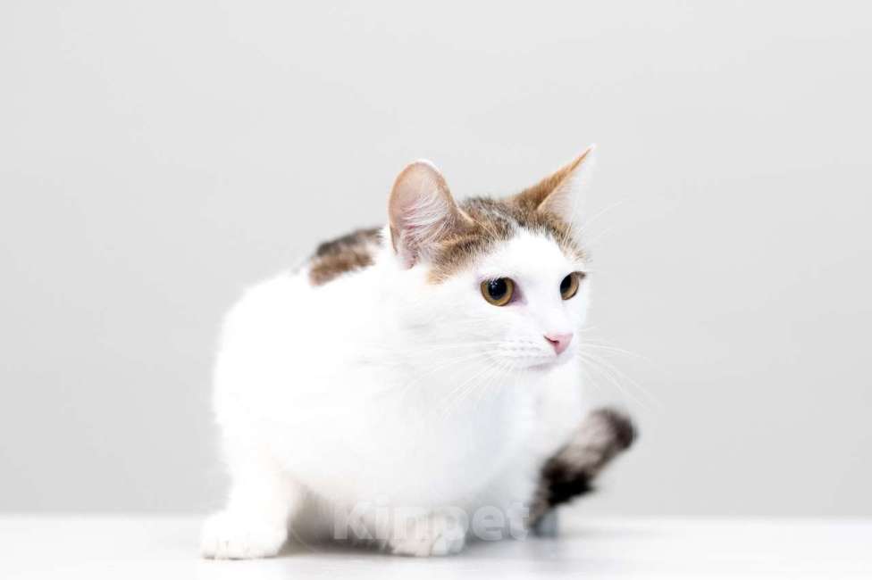 Кошки в Москве: Морошка Девочка, Бесплатно - фото 8