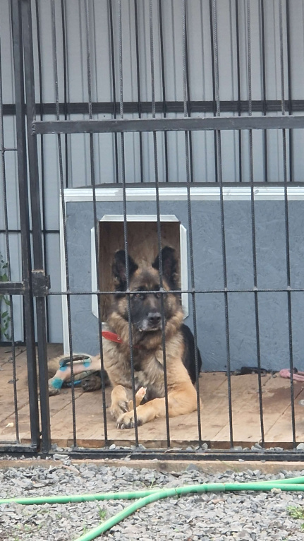 Собаки в Батайске: Дора ждет свою семью Девочка, Бесплатно - фото 3