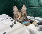 Кошки в Казани: Мейн-кун котенок Девочка, 7 000 руб. - фото 4