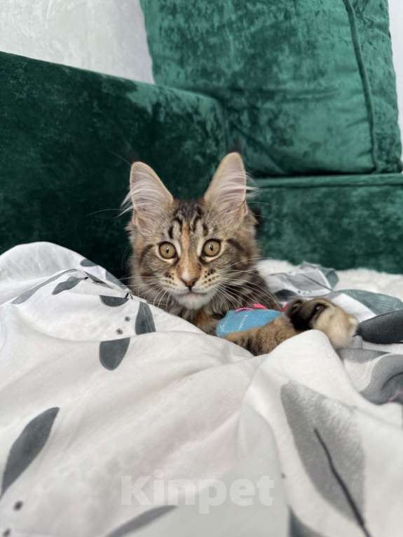 Кошки в Казани: Мейн-кун котенок Девочка, 7 000 руб. - фото 4