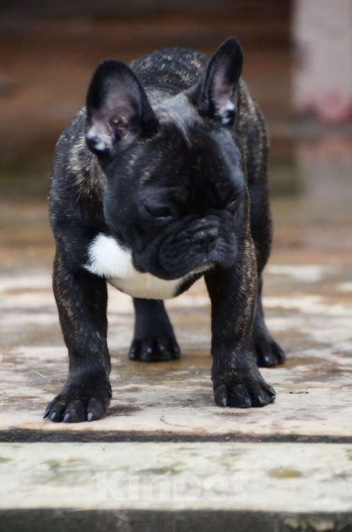 Собаки в Старом Купавне: Клеопатра Девочка, 40 000 руб. - фото 1