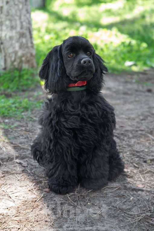 Собаки в Краснодаре: Щенки американского кокер спаниеля Мальчик, 60 000 руб. - фото 7