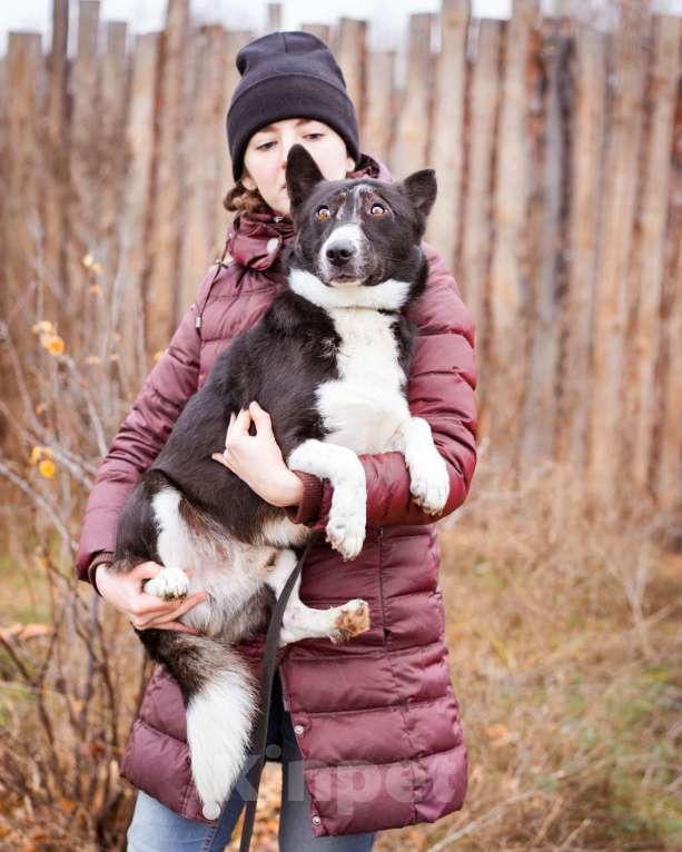 Собаки в Москве: Собака в добрые руки. Метис корги Мальчик, Бесплатно - фото 8
