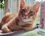 Кошки в Санкт-Петербурге: Кошечка Фрося ищет дом Девочка, Бесплатно - фото 5