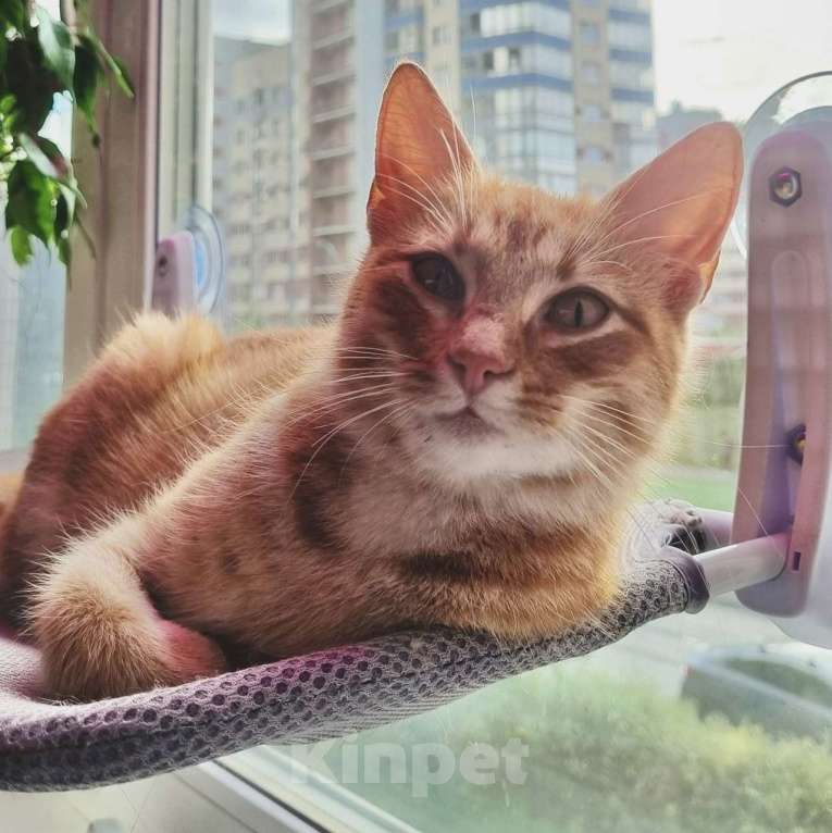 Кошки в Санкт-Петербурге: Кошечка Фрося ищет дом Девочка, Бесплатно - фото 5