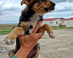 Собаки в Феодосии: Щенок в добрые руки!  Мальчик, 1 руб. - фото 6