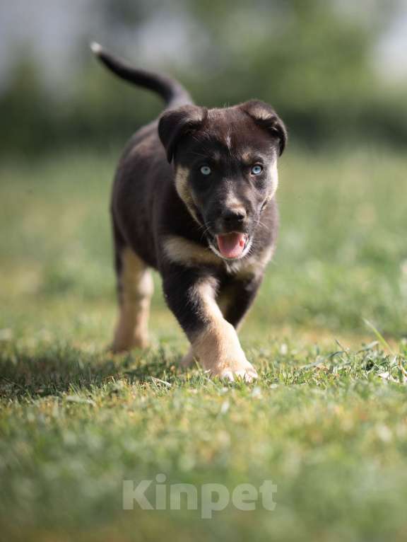 Собаки в Москве: Метис хаски в добрые руки Девочка, Бесплатно - фото 4