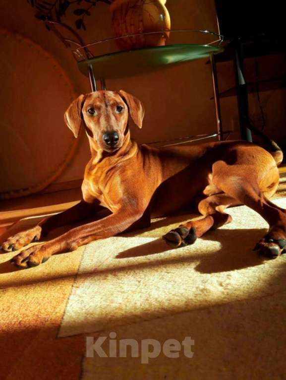 Собаки в Королеве: Собаку в дар в добрые руки Мальчик, Бесплатно - фото 1