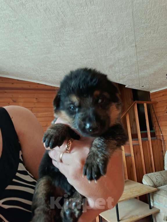 Собаки в Соликамске: Щенки немецкой овчарки  Девочка, 13 000 руб. - фото 3