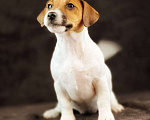 Собаки в Голицыно: Щенок- Девочка Девочка, 40 000 руб. - фото 2