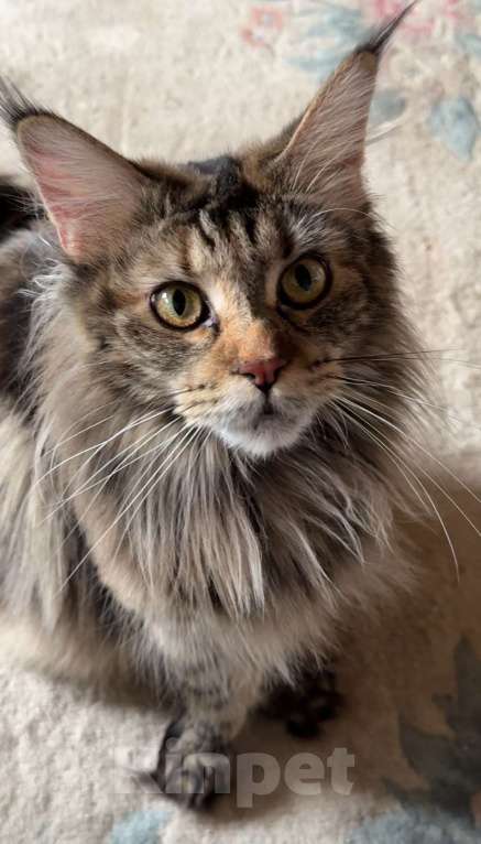 Кошки в Краснодаре: Мейнкун рыжая девочка Девочка, 15 000 руб. - фото 2