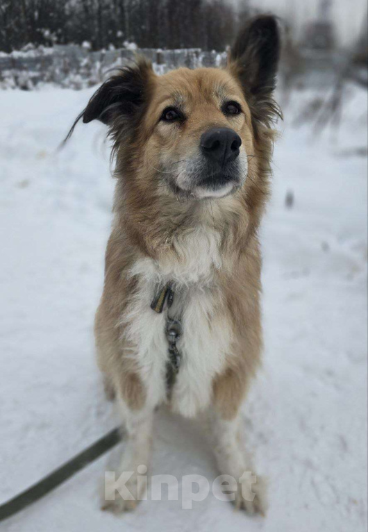 Собаки в Королеве: Пушистая и умная Лесси ищет дом Девочка, Бесплатно - фото 2