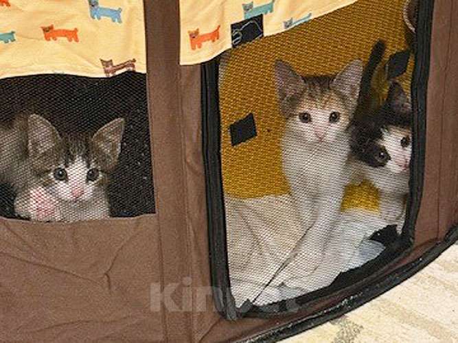 Кошки в Санкт-Петербурге: Надоевшие игрушки, три котенка и мама-кошка в добрые руки Девочка, 10 руб. - фото 2