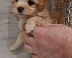 Собаки в Москве: Мальчик мальтипу ф1 Мальчик, 40 000 руб. - фото 4
