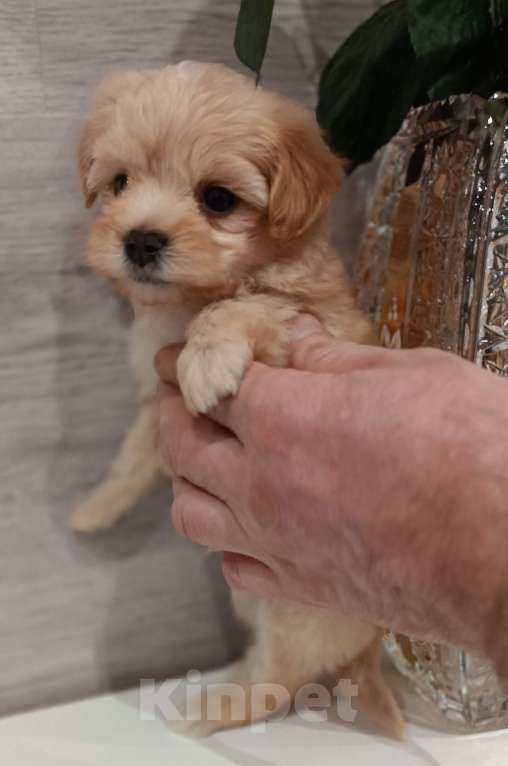 Собаки в Москве: Мальчик мальтипу ф1 Мальчик, 40 000 руб. - фото 4