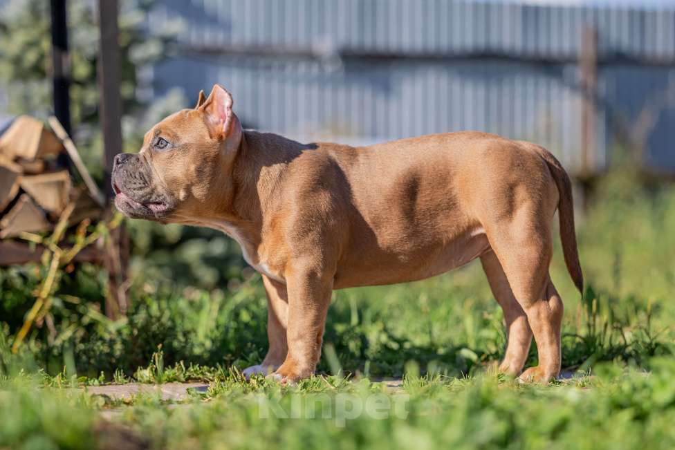 Собаки в Москве: щенок Девочка, 60 000 руб. - фото 2