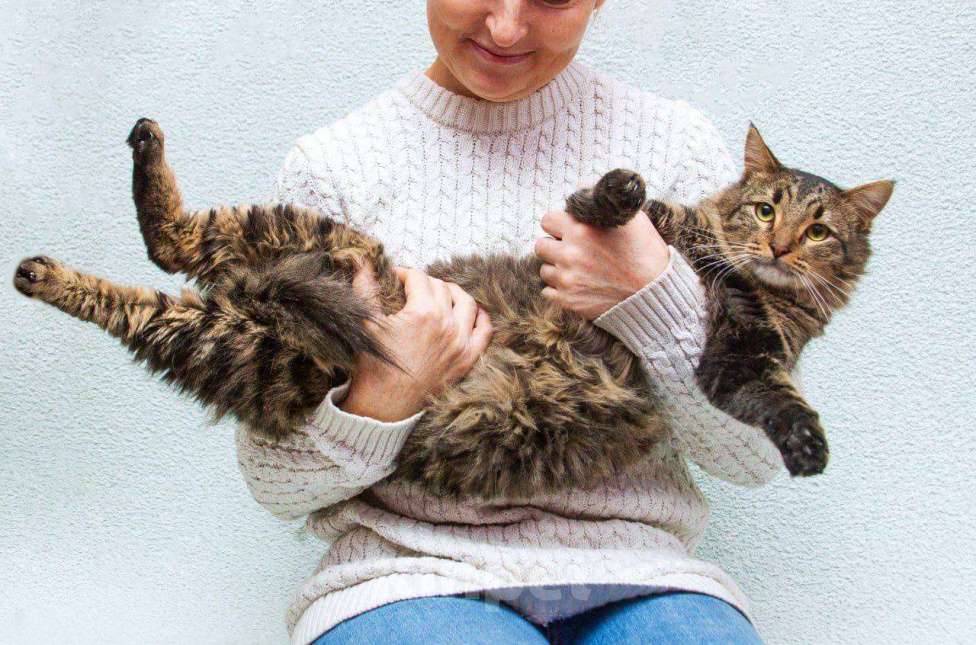 Кошки в Москве: Возьмите в свой дом большое, мягкое и тёплое счастье! Мальчик, Бесплатно - фото 3