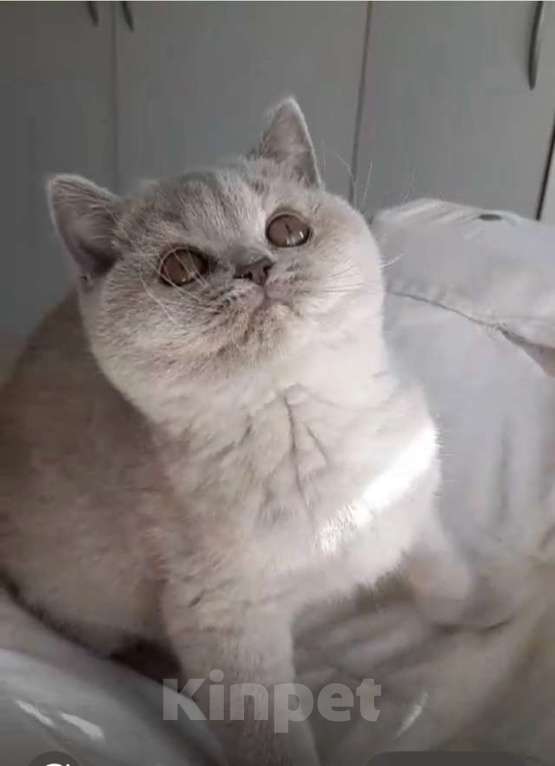 Кошки в Москве: Британский лиловый с кремом котенок Девочка, 50 000 руб. - фото 3