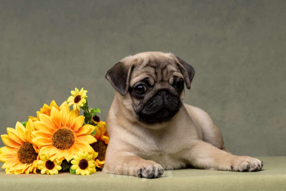 Собаки в Санкт-Петербурге: Очаровательная бежевая девочка  Девочка, 70 000 руб. - фото 1