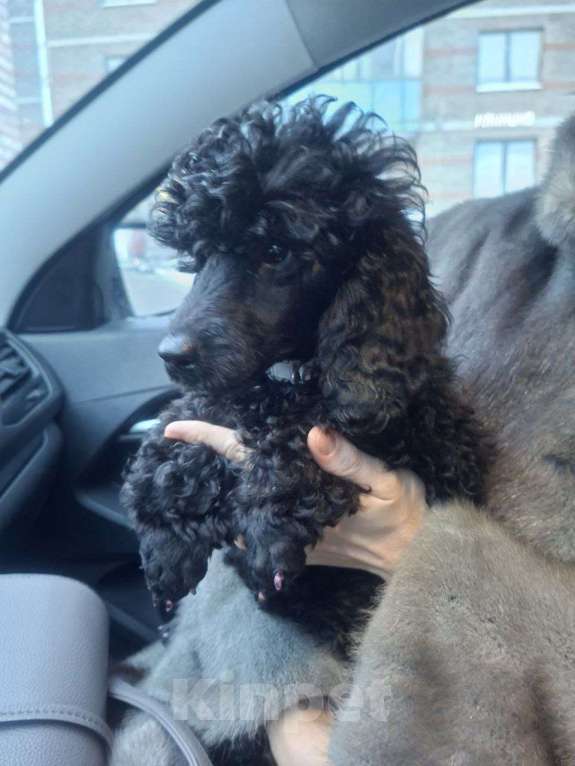 Собаки в Санкт-Петербурге: Пудель средний, сука черного окраса Девочка, 100 000 руб. - фото 5