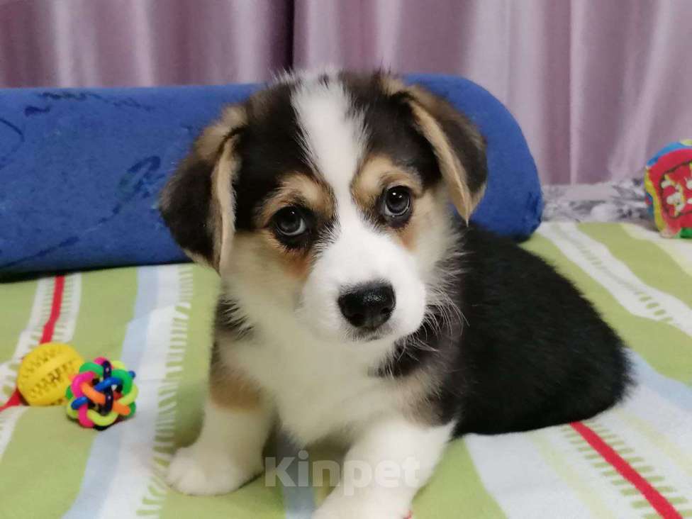 Собаки в Новосибирске: Продажа корги пемброк Мальчик, 70 руб. - фото 4