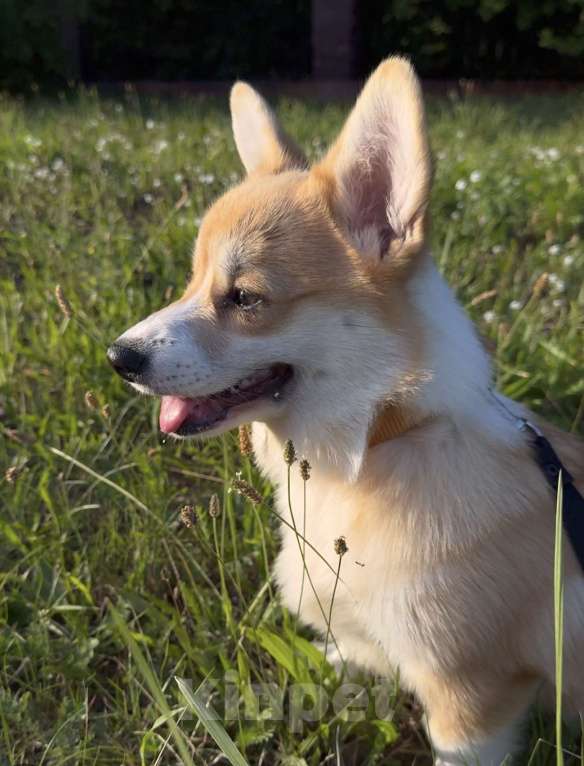 Собаки в Санкт-Петербурге: Щенок вельш корги девочка 4месяца Девочка, 45 000 руб. - фото 4