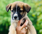 Собаки в Подольске: Щенок Бэлла Девочка, Бесплатно - фото 3