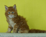 Кошки в Челябинске: Мейн кун Гардарики Мальчик, 65 000 руб. - фото 2