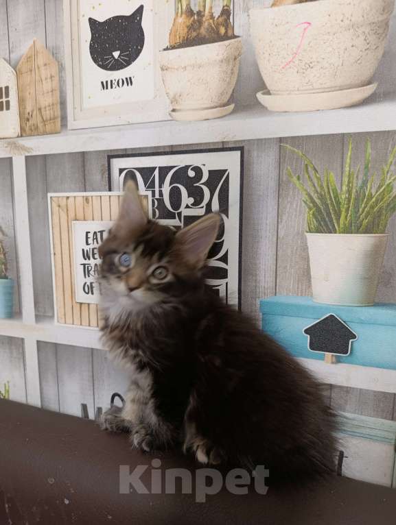 Кошки в Новоалтайске: Разноглазый мальчик мейн-кун Мальчик, 100 000 руб. - фото 1