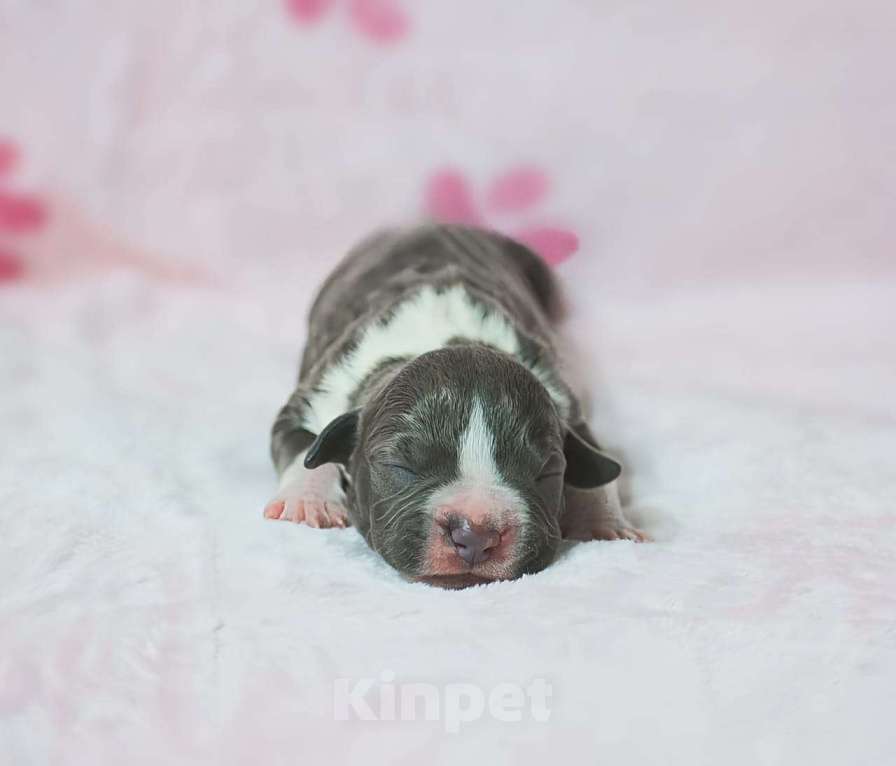 Собаки в Москве: Мальчики голубого с белым окраса Мальчик, 100 000 руб. - фото 2