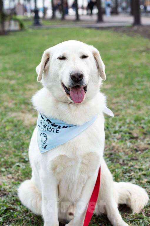 Собаки в Москве: Белый, метис лабрадора в дар Мальчик, Бесплатно - фото 3