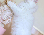 Кошки в Владивостоке: Британский котёнок. Длинношерстный поинт Девочка, 150 000 руб. - фото 3