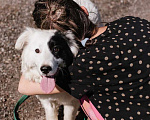 Собаки в Москве: Пушистая белая бордер-колли Айна в добрые руки Девочка, Бесплатно - фото 4