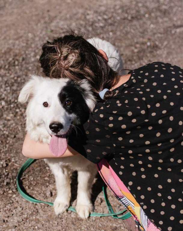 Собаки в Москве: Пушистая белая бордер-колли Айна в добрые руки Девочка, Бесплатно - фото 4