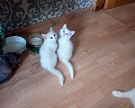 Кошки в Курске: котята в добрые руки Мальчик, 1 руб. - фото 1